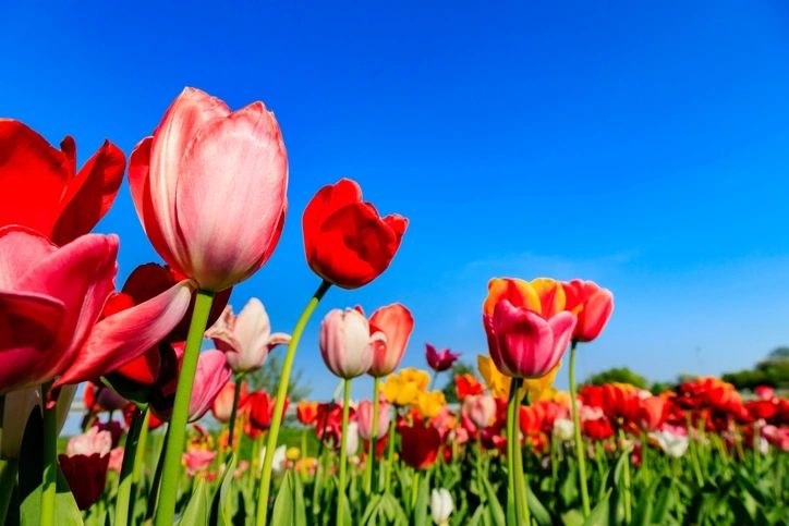 Primavera Brilhante