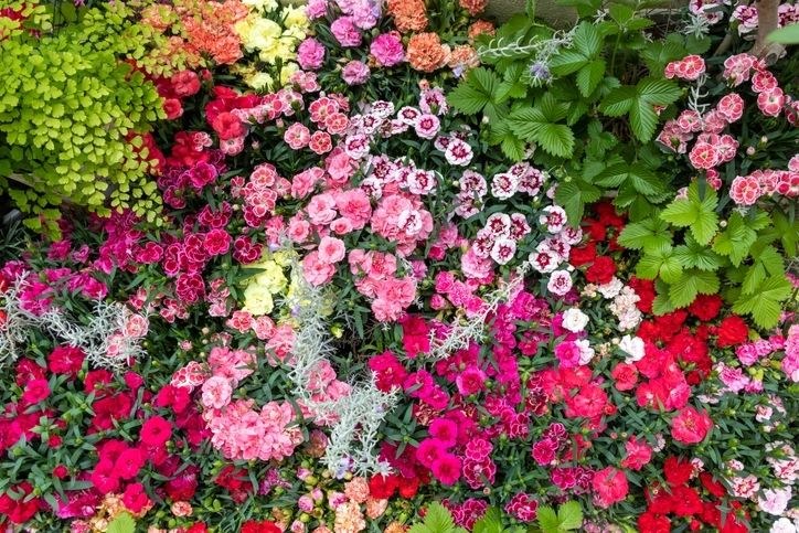 Primavera Quente